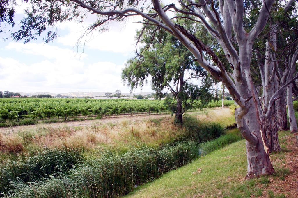 Vine Inn Barossa Nuriootpa Zewnętrze zdjęcie