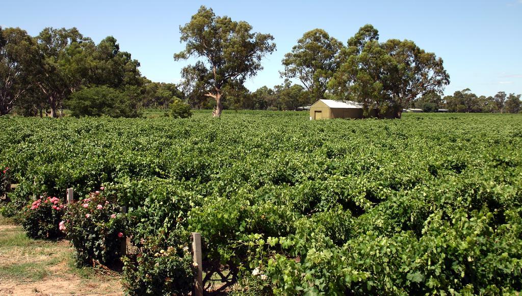 Vine Inn Barossa Nuriootpa Zewnętrze zdjęcie